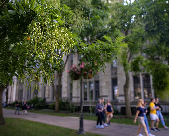 bubbly seed pods on a tree near the Cathedral