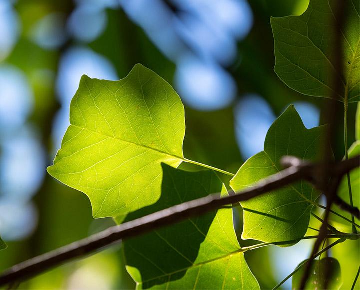 a close up of tulip-shaped leaves
