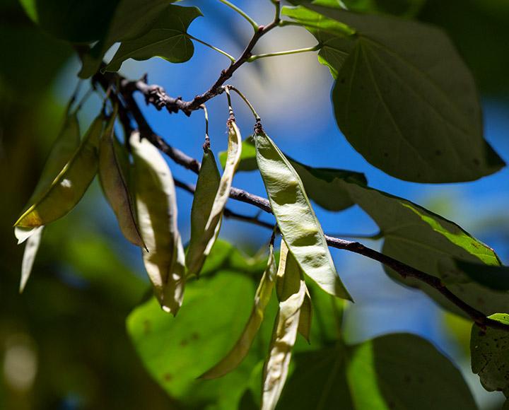 pods on a branch