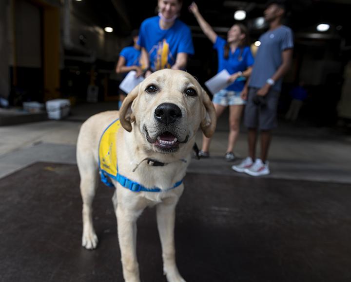 a white pup in a yellow vest