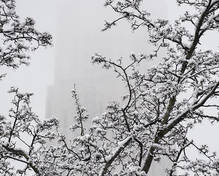 Snowy tree branches sit in front of a foggy background.