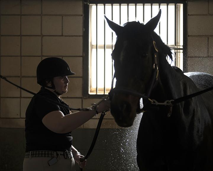 A person adjusts a horse's tack