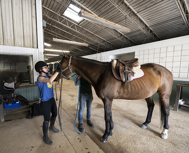 A person in a blue shirt adjusts a brown horse's tack
