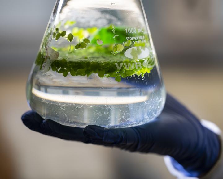 A gloved hand holding a beaker full of water and duckweed