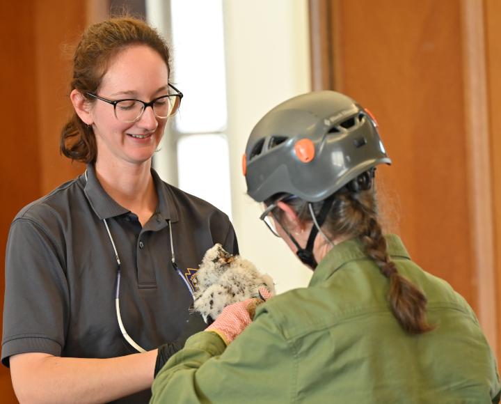 Two people handle a falcon chick