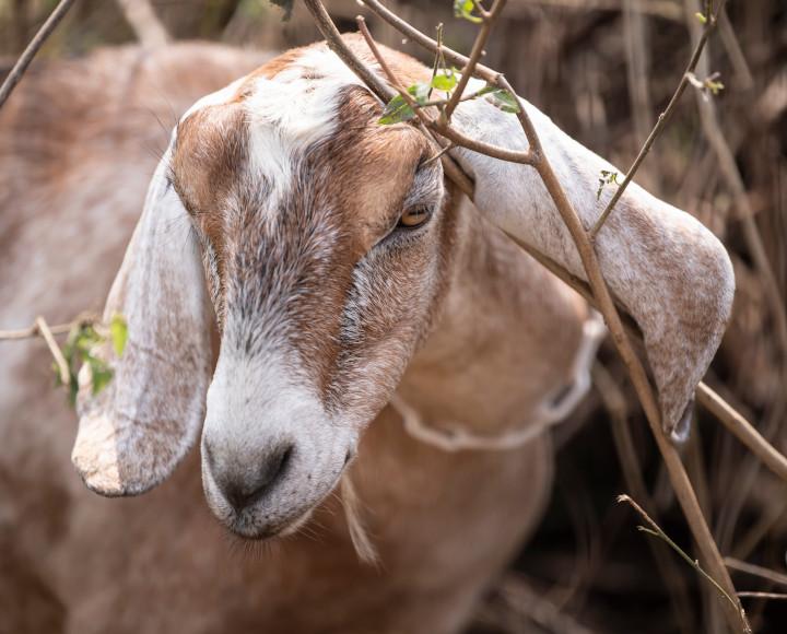 A goat surrounded by scrubby vegetation