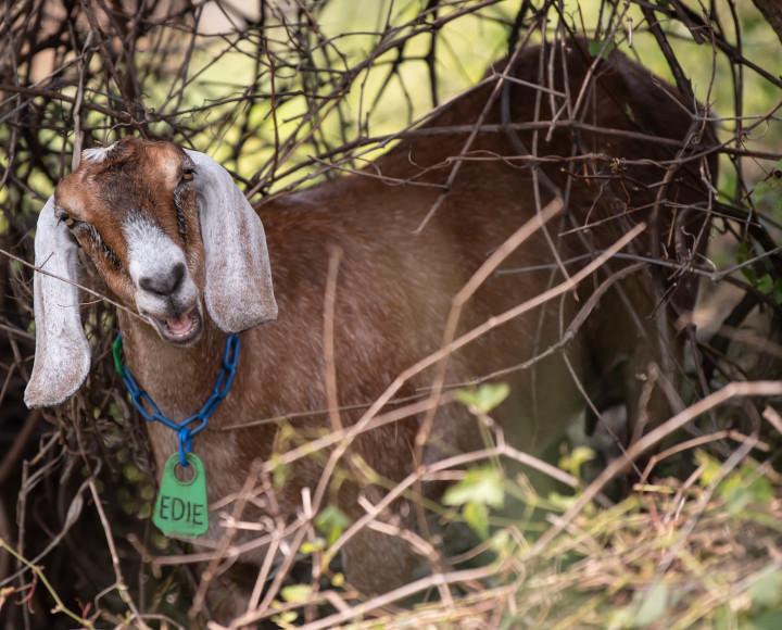 A goat with the nametag "Edie" chews on vegetation