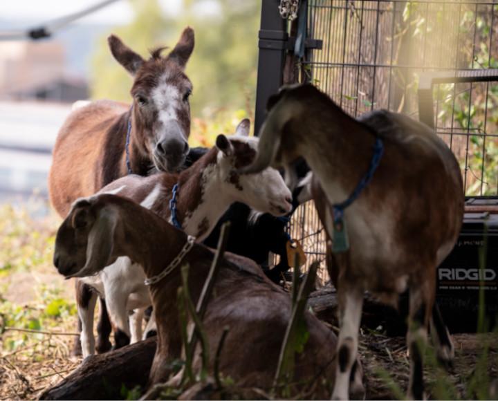 Three goats lounge in the shade while a donkey watches