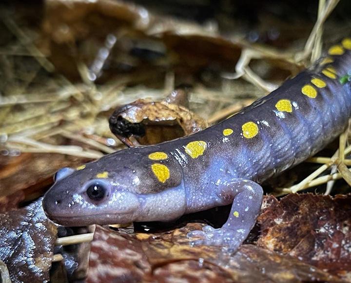 A spotted salamander