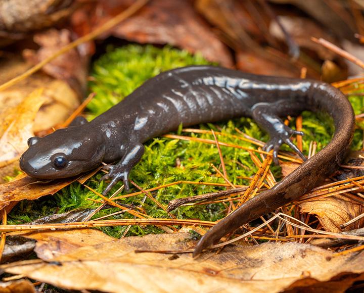 A Jefferson salamander