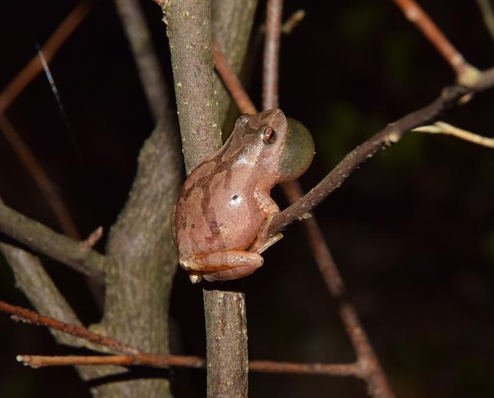 A spring peeper on a branch