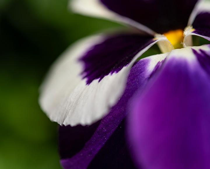 A close-up shot of a white and purple flower.