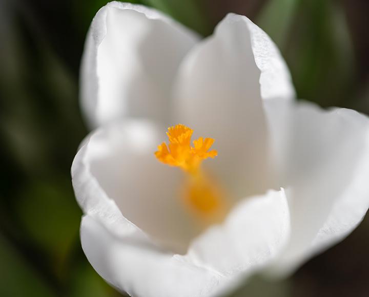 A closeup of a white flower.