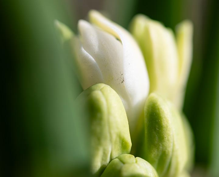 A close-up shot of a white flower bud