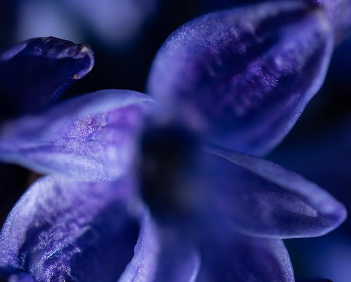 A close-up shot of a purple flower.