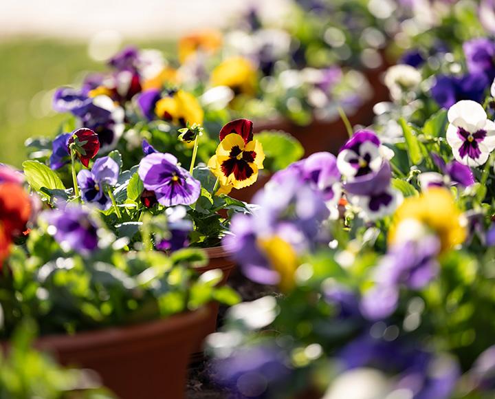 Multicolored flowers in pots.