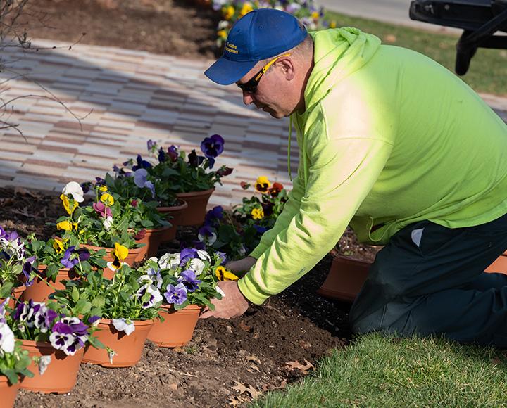 A grounds crew worker plants flowers from pots.