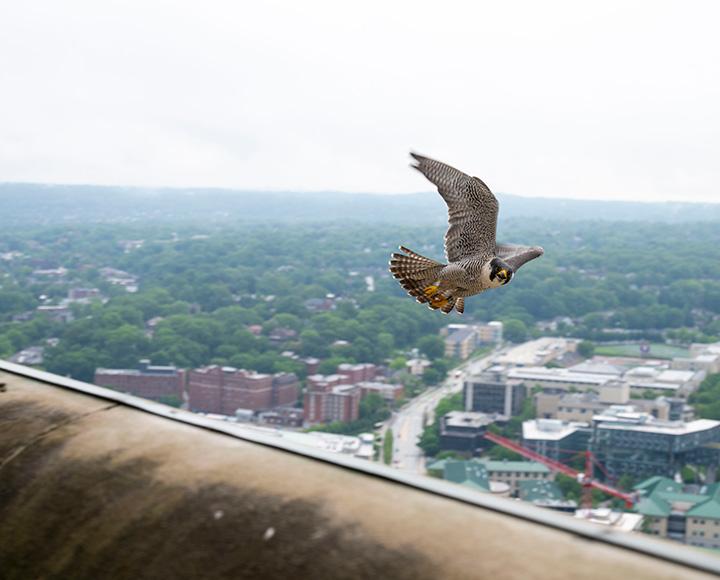 A falcon flies outside of the Cathedral of Learning nest.