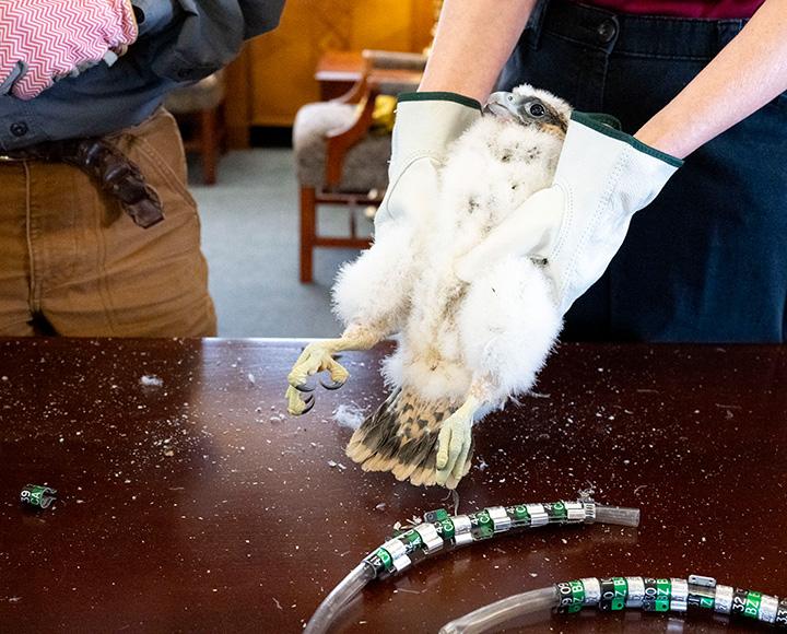 Gloved hands hold up a falcon chick.