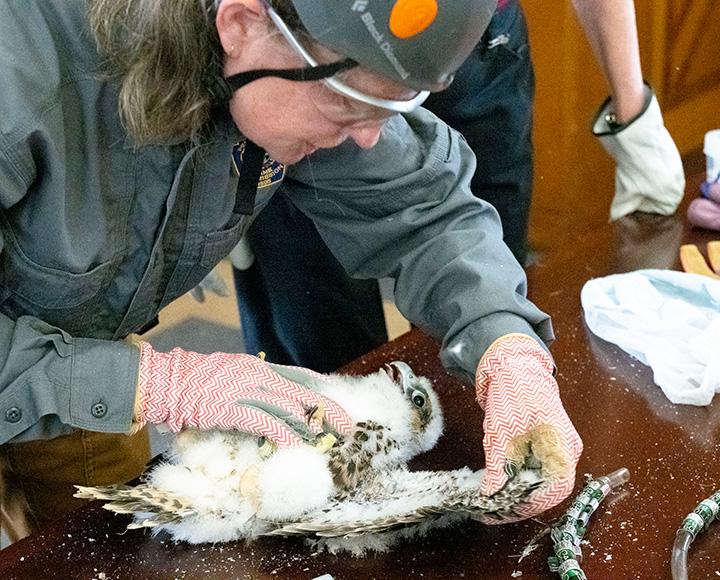 An ornithologist lays a falcon chick on a table to inspect its wing.