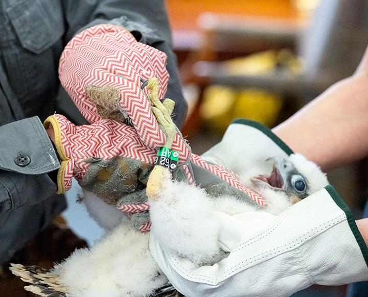 Gloved hands attach two bands to a falcon chick's leg.