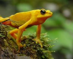Yellow harlequin tree frog in rainforest 