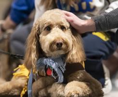 Dog wearing scarecrow costume 