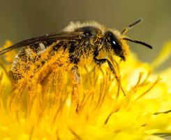 Sweat bee covered in pollen standing on a bright yellow flower
