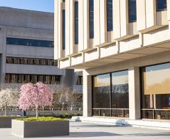 Blooming trees outside Hillman Library