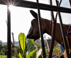 A goat eats invasive weeds, with Pitt's campus visible in background