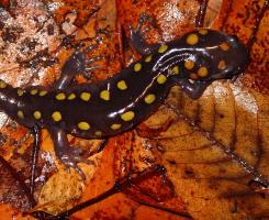 A spotted salamander on orange leaves