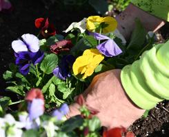 Two hands place multicolored flowers into soil.