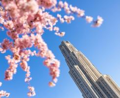 Cherry blossoms visible on a sunny day with the Cathedral of Learning in the background