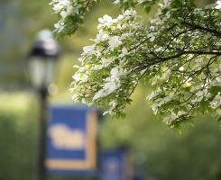 Flowers bloom on a tree near the Pitt campus, as a blurred Pitt sign trimmed in blue and yellow hangs in the background