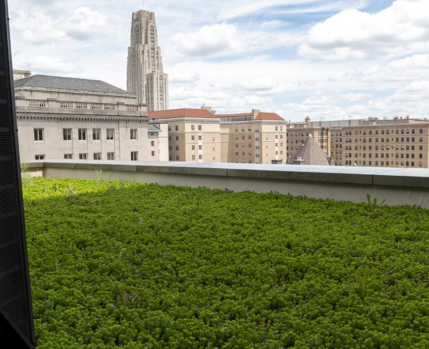 Mascaro Green Roof