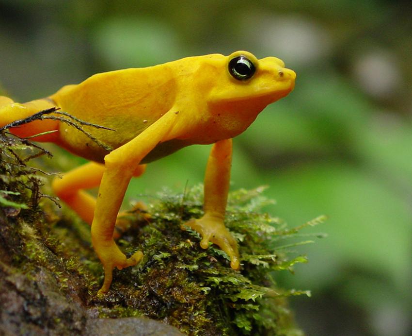 Yellow harlequin tree frog in rainforest 