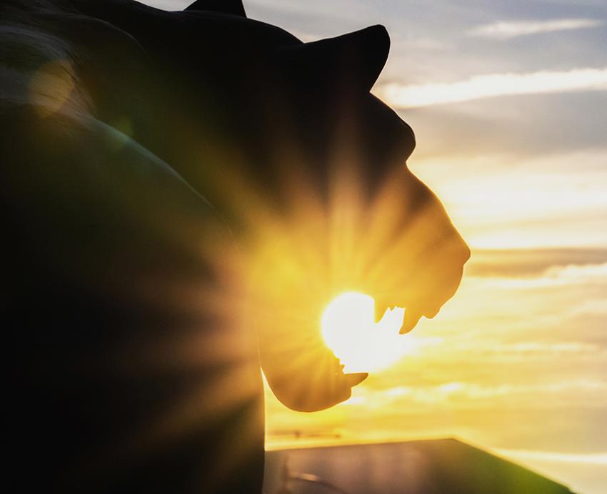 Panther statue silhouette with sunlight shining in background