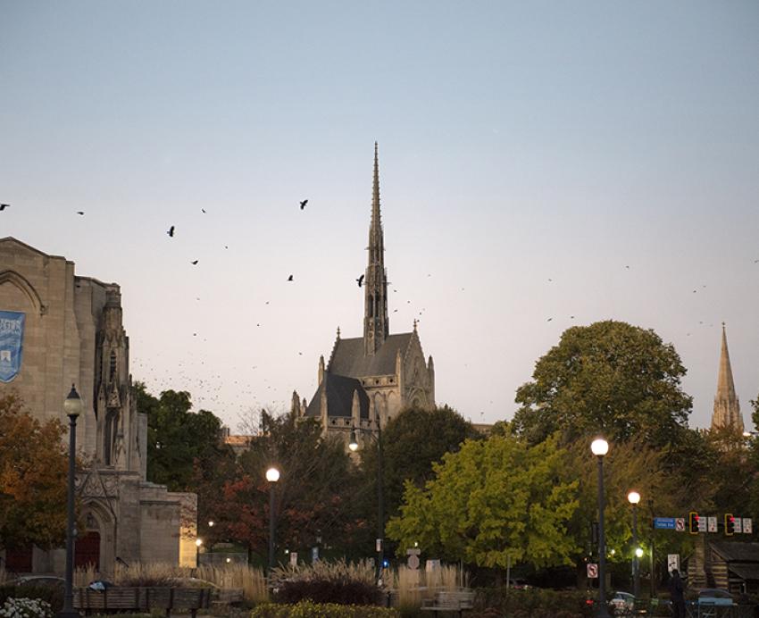 Crows flying over campus during sunset