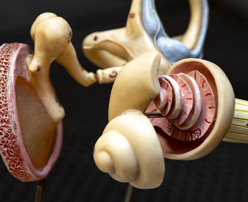 Close-up model of ear