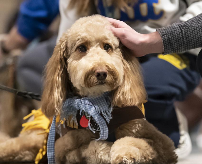 Dog wearing scarecrow costume 