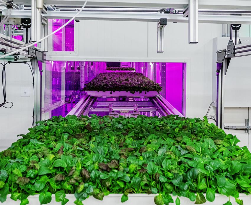 Farm produce under purple light