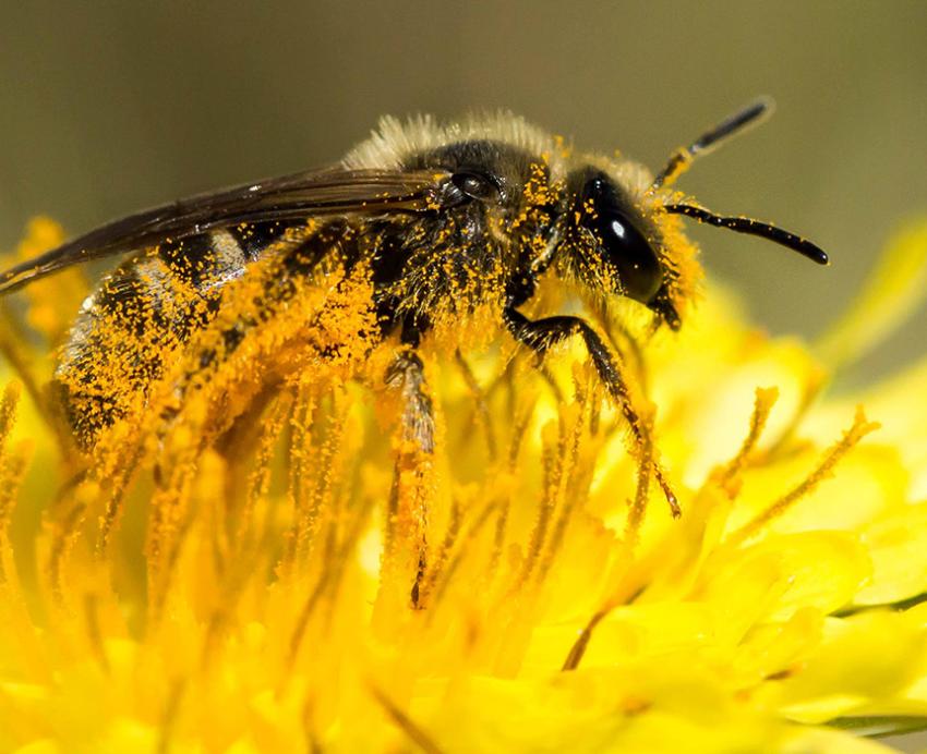 Sweat bee covered in pollen standing on a bright yellow flower