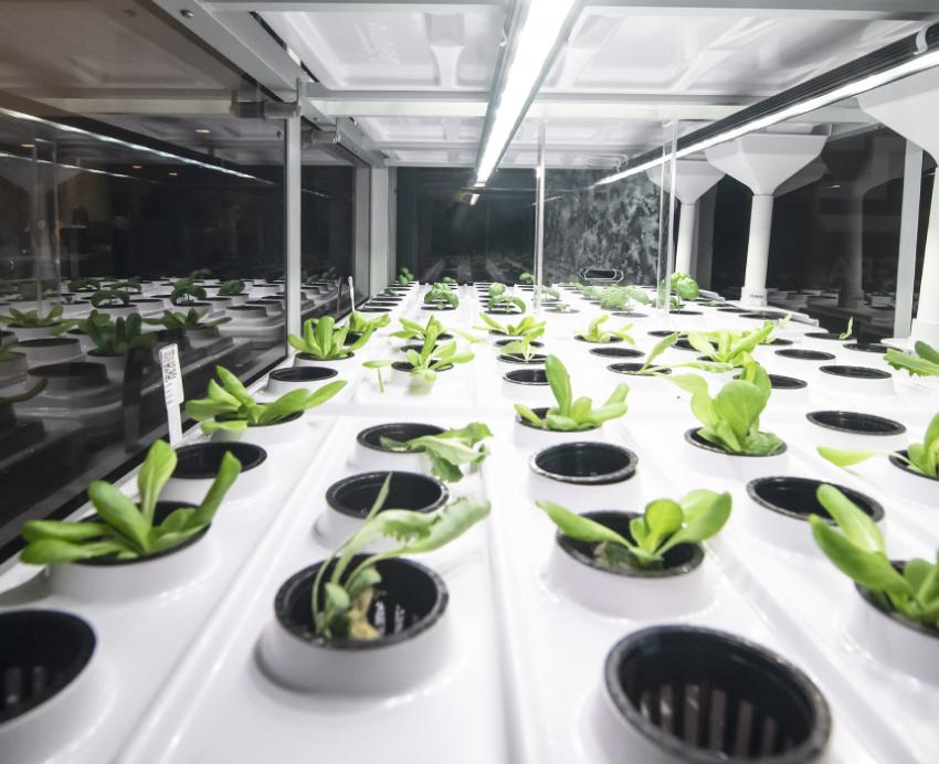 Close-up view of plants growing in micro-farm