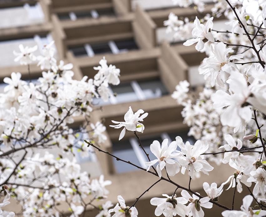 White flower buds in front of Information Sciences Building