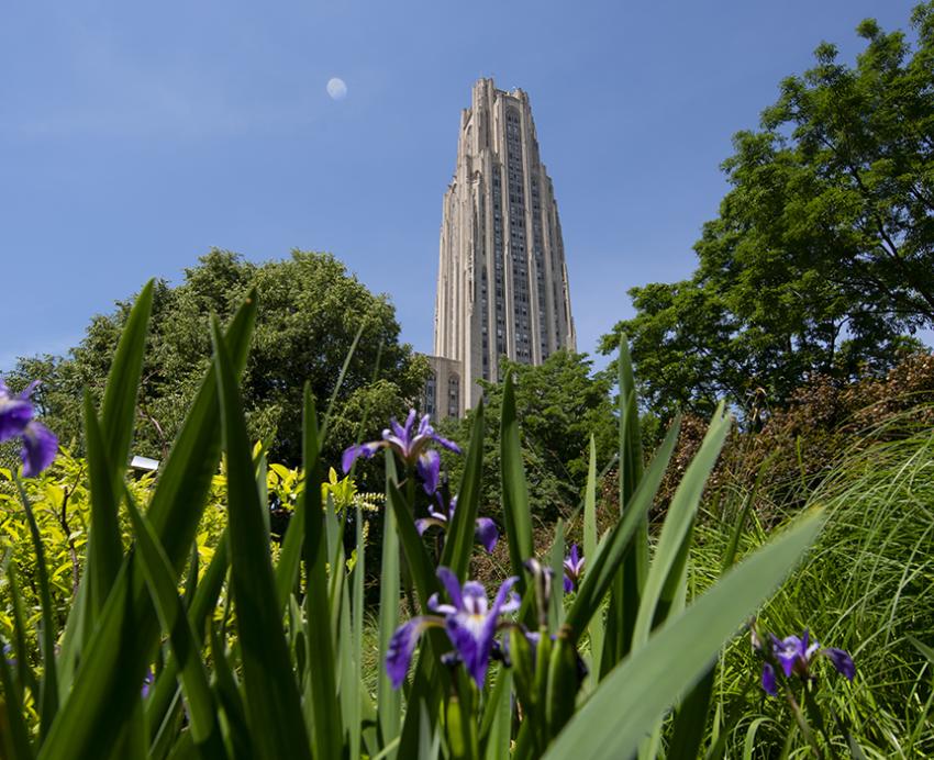 Close up view of plants with Cathedral of Learning in background