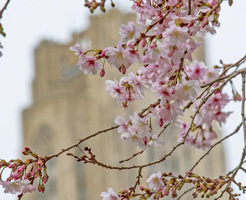 Pink buds on tree with Cathedral of Learning in background