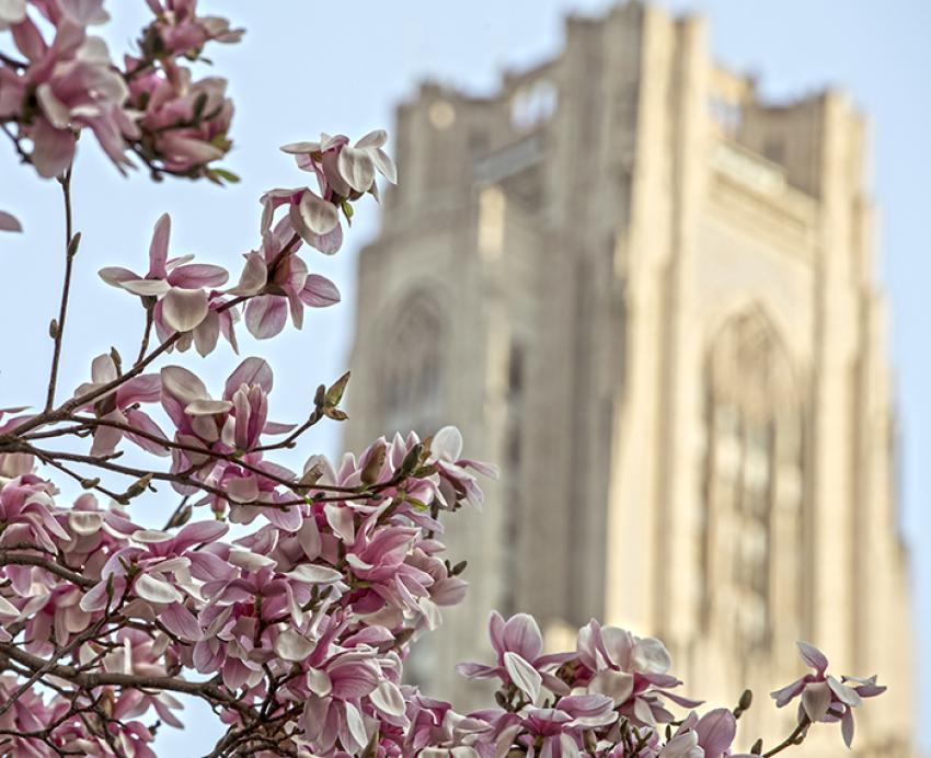 Pink buds on tree with Cathedral of Learning in background