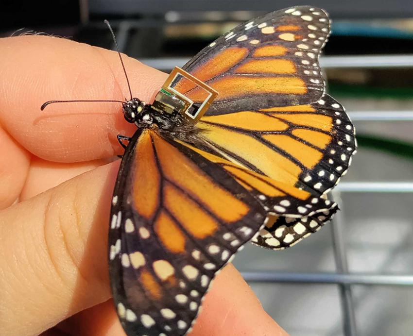 Monarch butterfly on someone's hand