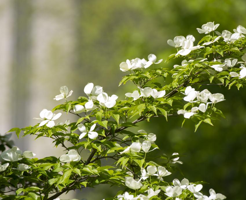 flowers on campus