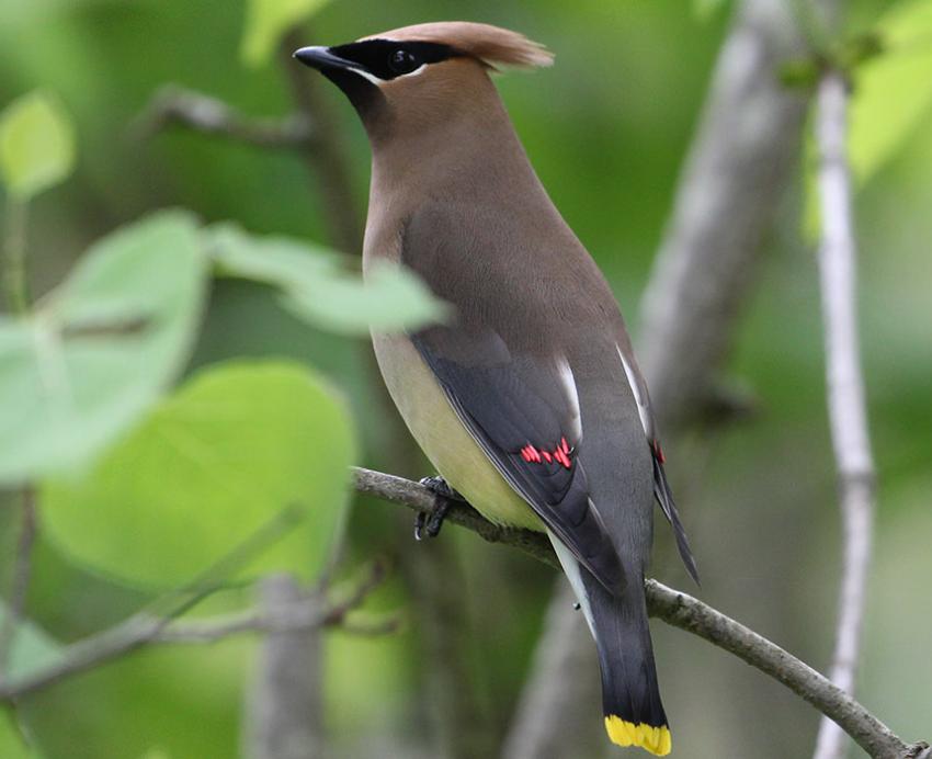 a brown bird with a yellow-tipped tail